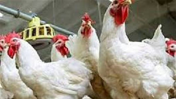 سعر كيلو الفراخ البيضاء اليوم في الأسواق 