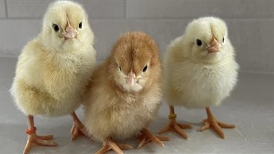 سعر الكتكوت الأبيض