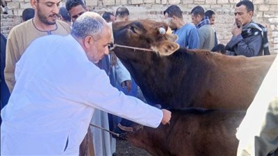محافظ الجيزة: انطلاق الحملة القومية للتحصين ضد الجلد العقدي 