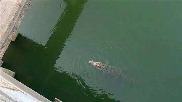 حقيقة ظهور تمساح في مياه نهر النيل بمحافظة المنوفية    