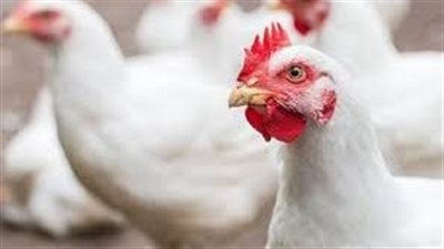 بورصة الدواجن اليوم