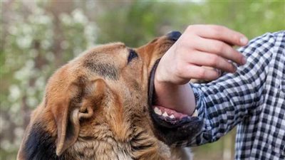 تفسير حلم عضة الكلب 