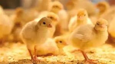 سعر الكتكوت الأبيض اليوم عمر يوم