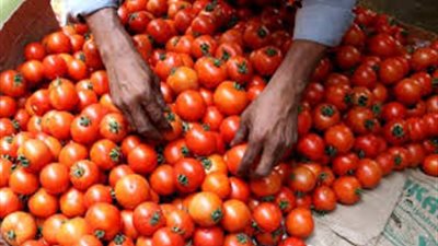  بعد موجة ارتفاع.. سعر كيلو الطماطم اليوم بالأسواق