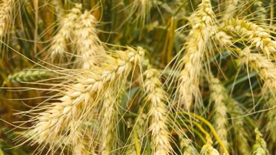 زراعة القمح في الأراضي شديدة الملوحة