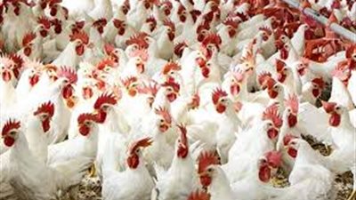 بورصة الدواجن اليوم.. أسعار الفراخ البيضاء