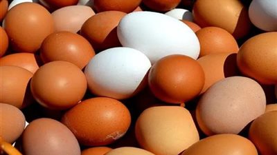 سعر كرتونة البيض اليوم