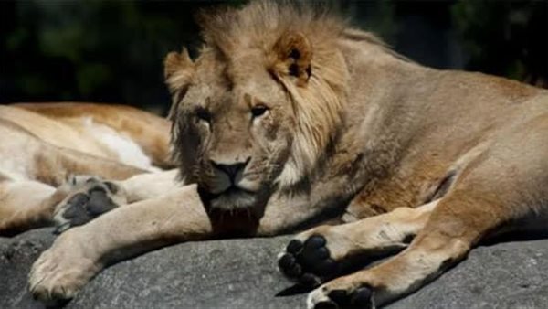 صورة أحد الأسود المصابة