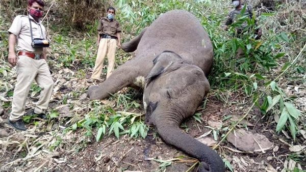 صاعقة برق تقتل الفيل