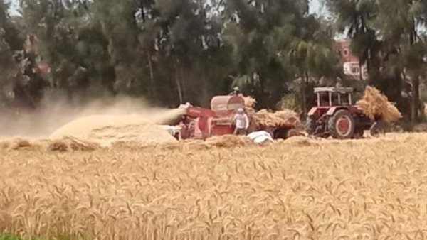 حصاد القمح