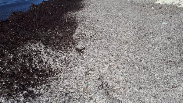 شواطئ الساحل الشمالى