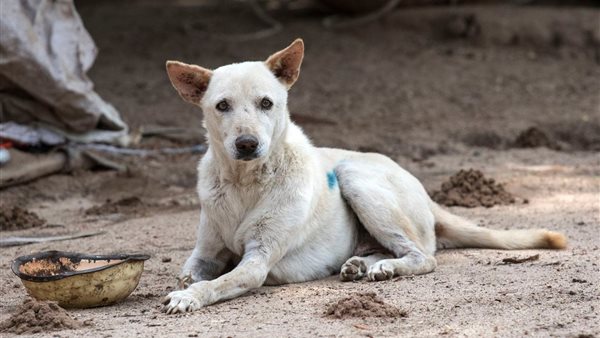 أحد الكلاب الضالة-