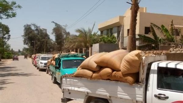 سنابل الخير