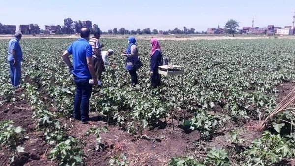 محصول القطن