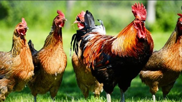 صورة ارشيفية