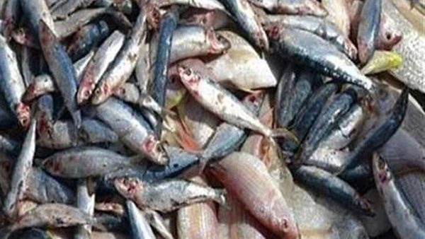 صورة ارشيفيه