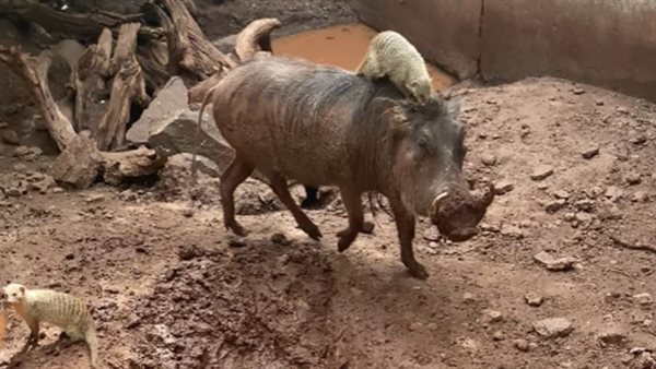 الخنزير بيجى والنمس