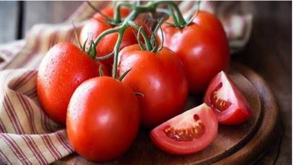  بحوث الطماطم    
