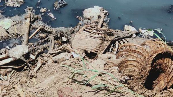 القاء الحمير بالمصرف