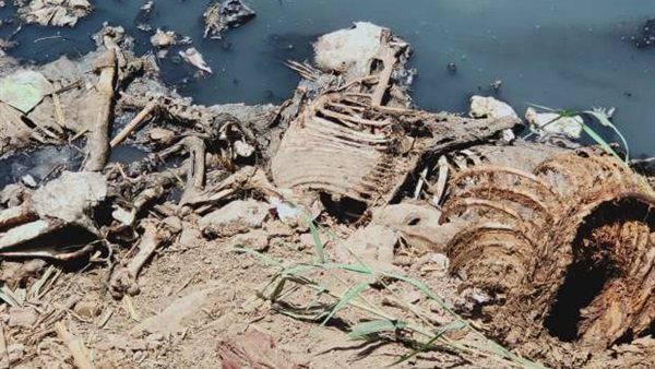 الحمير النافقة 