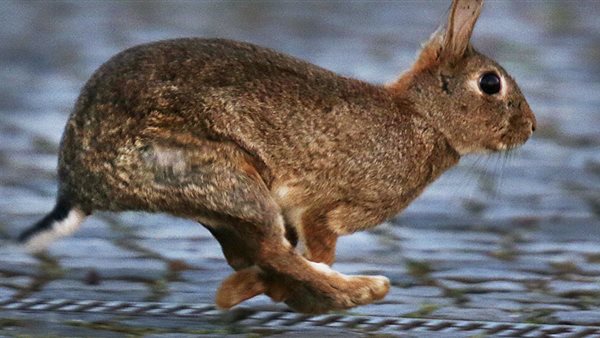 الارنب البطل 