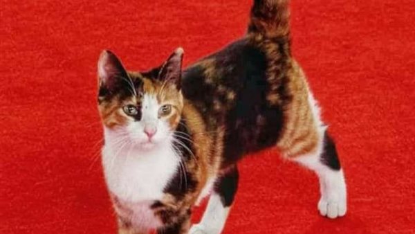 قطة المهرجان 