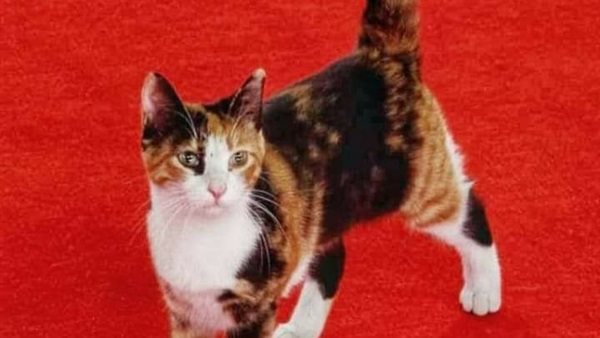 قطة المهرجان 