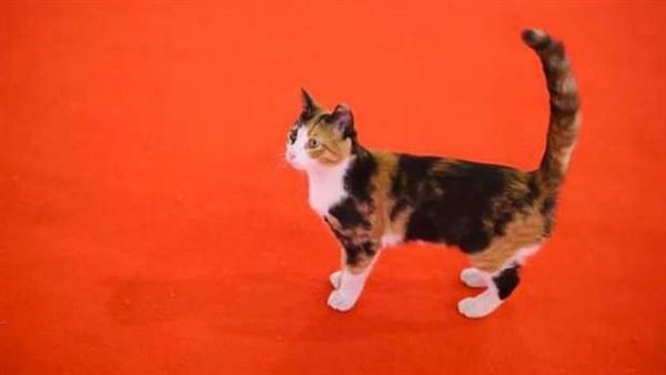 قطة الاوبرا 