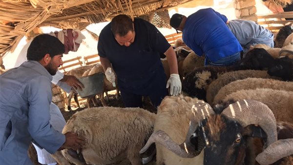 جانب من القافلة