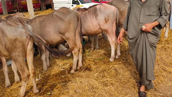 جانب من الحدث